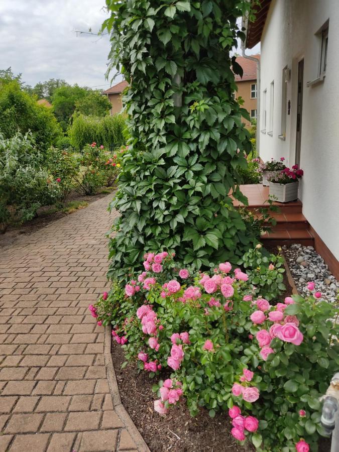 Grosszuegige Ferienwohnung Am Waldesrand Im Seenland Lauta Esterno foto
